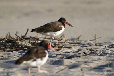 American Oystercatchers