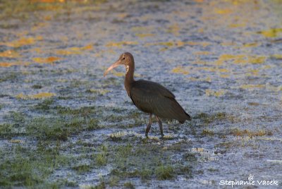 Ibis?