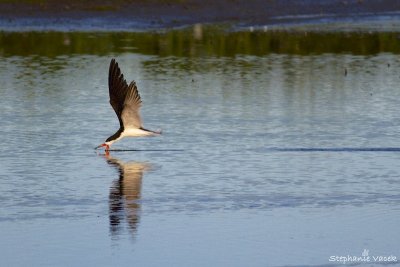 Skimming along