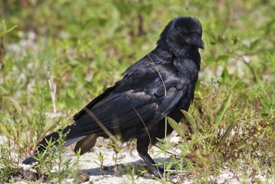 Cantankerous Crow