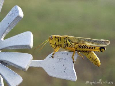 Differential grasshopper