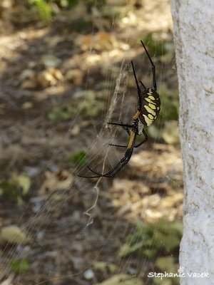 Arachnophobia