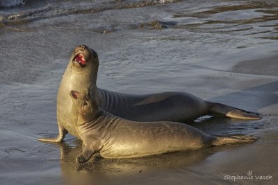 Elephant Seals - San Simeon
