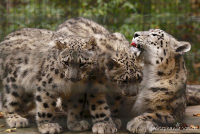 Mom and cubs