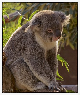 Drunken koala