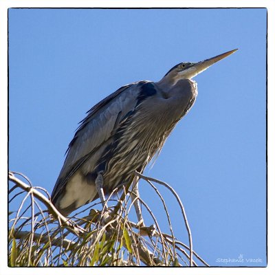 Blue Heron