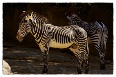 San Diego Zoo