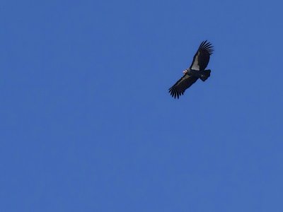 Soaring California Condor