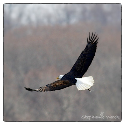Fly Away