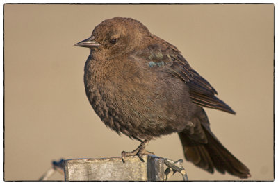 Little Brown Bird