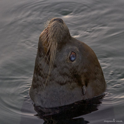 Cataract Seal