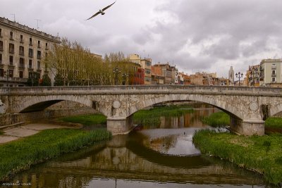 The gull's Girona
