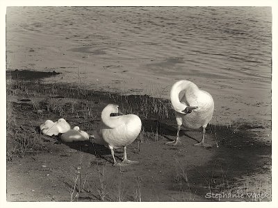 Swan family