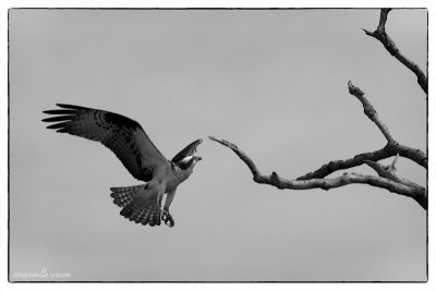 Osprey