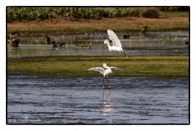 Feathered duo