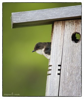 Tree Swallow