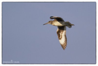 Flying Willet