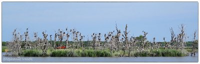 Island rookery