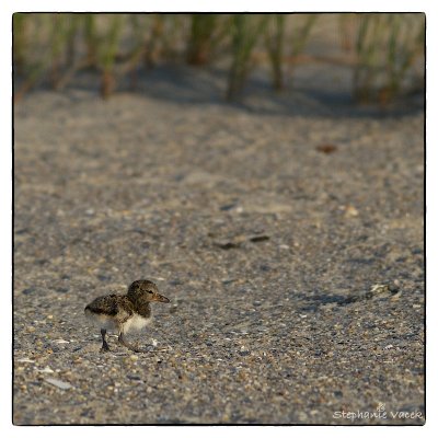 Oyster Catcher chick