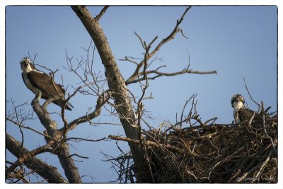 Mama and chicklet