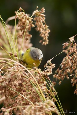 Hungry Nashville Warbler