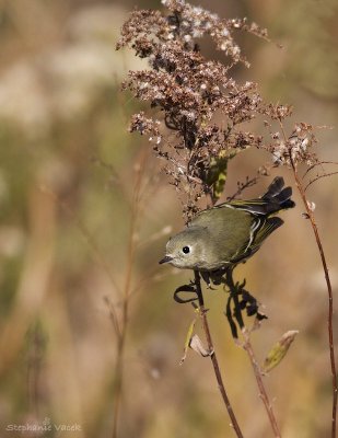 Ruby-Crowned Kinglet