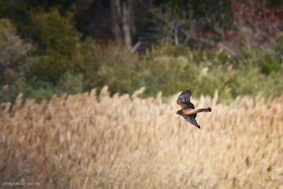 Northern Harrier
