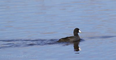 American Coot