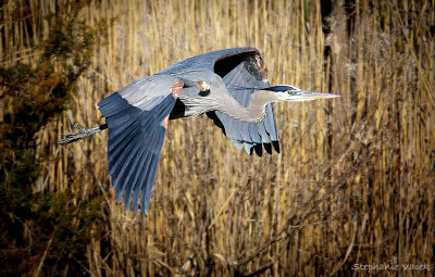 In flight