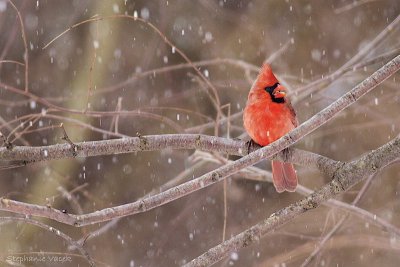 Catching snowflakes