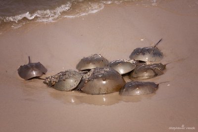 Coming ashore