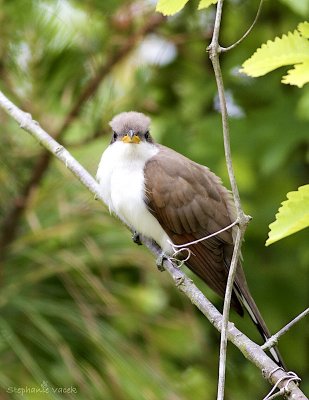 Yellow-billed Cuckoo