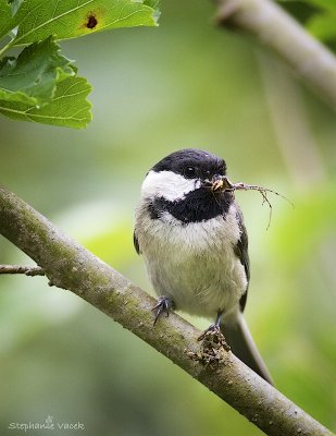 Chickadee with lunch