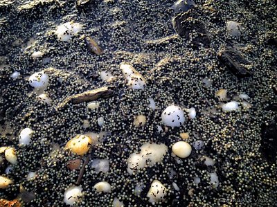 Horseshoe crab eggs