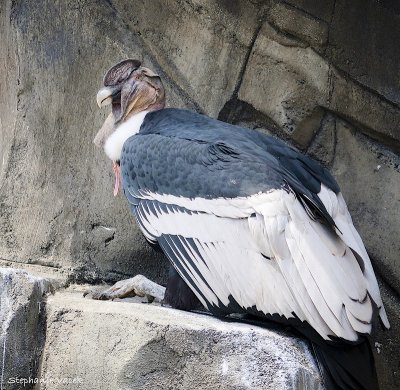 Andean Condor