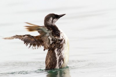 Flapping