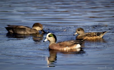 American Wigeon and friends