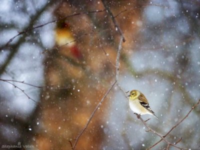 Goldfinch waiting out the blizzard