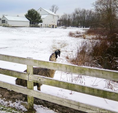 Mr. Emu down on the farm PBASE.jpg