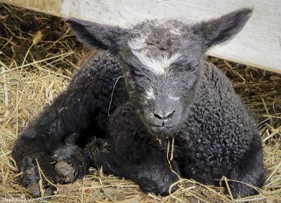 Bah bah black sheep