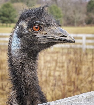 Mr. Emu
