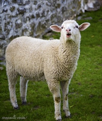 Sally's Sheep