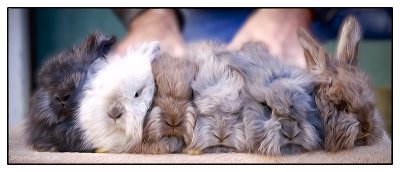 Glowing Bunnies