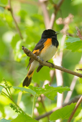 paruline flamboyante .jpg