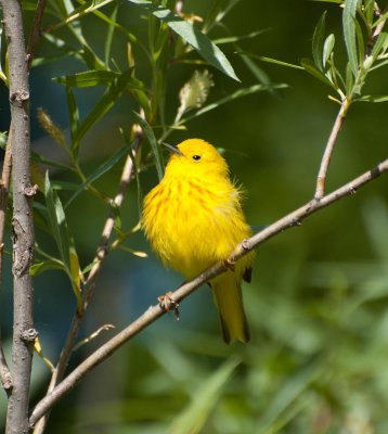 paruline jaune.jpg