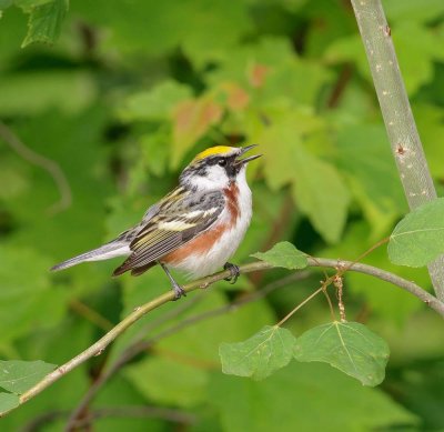 paruline  flancs marron-2.jpg