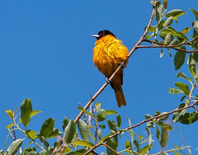 oriole de Baltimore.jpg