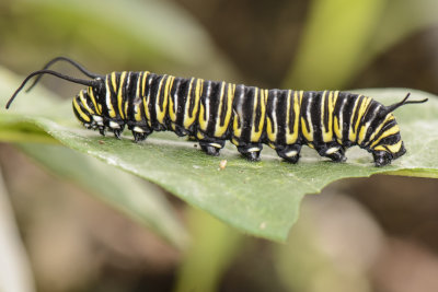 DSC5497.MACRO.jpg