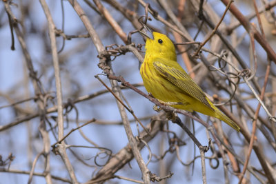 paruline jaune-yellow warbler.jpg