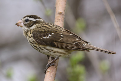 cardinal poitrine rose femelle-female rose breasted grosbeak.jpg